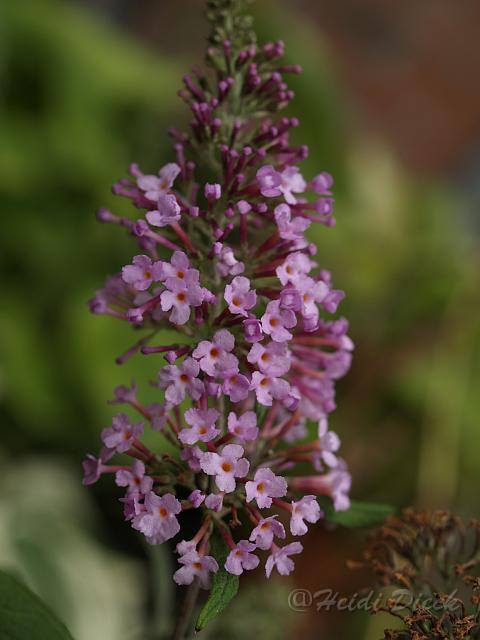 Buddleja davidii Pink Delight.JPG